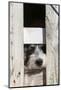 USA, Georgia. Engaging dog peeks through fence wistfully-Trish Drury-Mounted Photographic Print