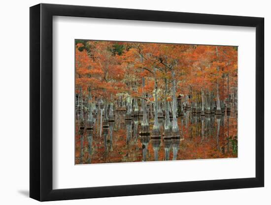 USA, Georgia, Fall Cypress Trees at George Smith State Park-Joanne Wells-Framed Photographic Print