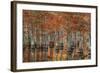 USA, Georgia, Fall Cypress Trees at George Smith State Park-Joanne Wells-Framed Photographic Print