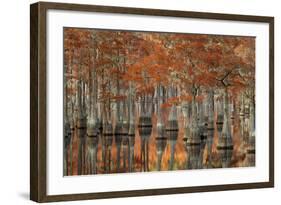 USA, Georgia, Fall Cypress Trees at George Smith State Park-Joanne Wells-Framed Photographic Print