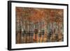USA, Georgia, Fall Cypress Trees at George Smith State Park-Joanne Wells-Framed Photographic Print