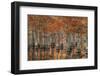 USA, Georgia, Fall Cypress Trees at George Smith State Park-Joanne Wells-Framed Photographic Print