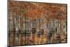 USA, Georgia, Fall Cypress Trees at George Smith State Park-Joanne Wells-Mounted Photographic Print