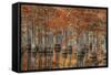 USA, Georgia, Fall Cypress Trees at George Smith State Park-Joanne Wells-Framed Stretched Canvas