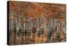 USA, Georgia, Fall Cypress Trees at George Smith State Park-Joanne Wells-Stretched Canvas