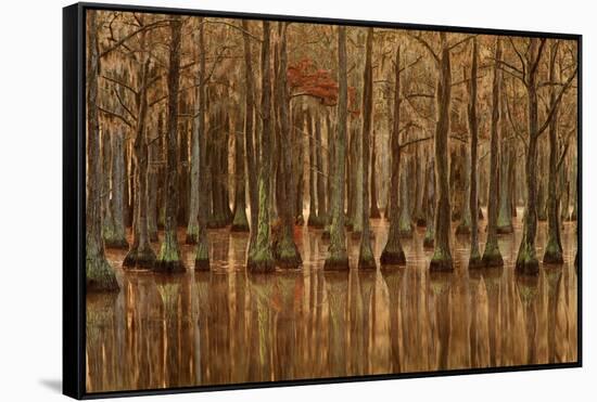 USA, Georgia, Fall cypress trees with reflections-Joanne Wells-Framed Stretched Canvas