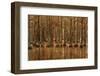 USA, Georgia, Fall cypress trees with reflections-Joanne Wells-Framed Photographic Print