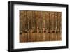 USA, Georgia, Fall cypress trees with reflections-Joanne Wells-Framed Photographic Print