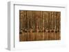 USA, Georgia, Fall cypress trees with reflections-Joanne Wells-Framed Photographic Print