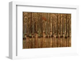 USA, Georgia, Fall cypress trees with reflections-Joanne Wells-Framed Photographic Print