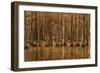 USA, Georgia, Fall cypress trees with reflections-Joanne Wells-Framed Photographic Print