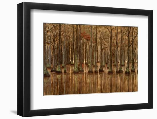 USA, Georgia, Fall cypress trees with reflections-Joanne Wells-Framed Premium Photographic Print