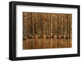 USA, Georgia, Fall cypress trees with reflections-Joanne Wells-Framed Premium Photographic Print