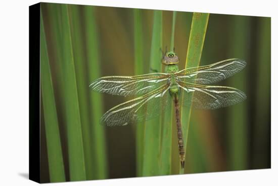 USA, Georgia. Green Darner Dragonfly on Reeds-Jaynes Gallery-Stretched Canvas