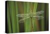 USA, Georgia. Green Darner Dragonfly on Reeds-Jaynes Gallery-Stretched Canvas