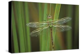 USA, Georgia. Green Darner Dragonfly on Reeds-Jaynes Gallery-Stretched Canvas