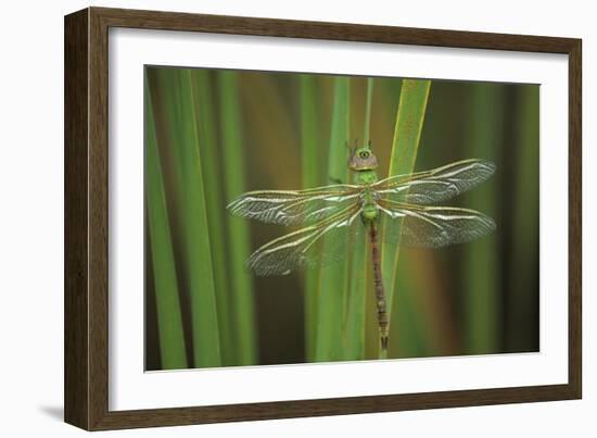 USA, Georgia. Green Darner Dragonfly on Reeds-Jaynes Gallery-Framed Photographic Print