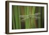 USA, Georgia. Green Darner Dragonfly on Reeds-Jaynes Gallery-Framed Photographic Print