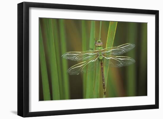 USA, Georgia. Green Darner Dragonfly on Reeds-Jaynes Gallery-Framed Photographic Print