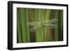 USA, Georgia. Green Darner Dragonfly on Reeds-Jaynes Gallery-Framed Photographic Print