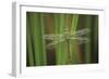 USA, Georgia. Green Darner Dragonfly on Reeds-Jaynes Gallery-Framed Photographic Print