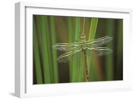 USA, Georgia. Green Darner Dragonfly on Reeds-Jaynes Gallery-Framed Photographic Print