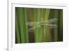 USA, Georgia. Green Darner Dragonfly on Reeds-Jaynes Gallery-Framed Photographic Print