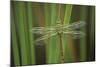 USA, Georgia. Green Darner Dragonfly on Reeds-Jaynes Gallery-Mounted Photographic Print