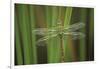 USA, Georgia. Green Darner Dragonfly on Reeds-Jaynes Gallery-Framed Photographic Print