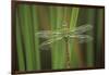 USA, Georgia. Green Darner Dragonfly on Reeds-Jaynes Gallery-Framed Photographic Print