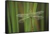 USA, Georgia. Green Darner Dragonfly on Reeds-Jaynes Gallery-Framed Stretched Canvas
