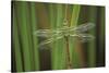 USA, Georgia. Green Darner Dragonfly on Reeds-Jaynes Gallery-Stretched Canvas