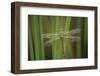 USA, Georgia. Green Darner Dragonfly on Reeds-Jaynes Gallery-Framed Photographic Print