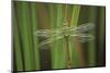 USA, Georgia. Green Darner Dragonfly on Reeds-Jaynes Gallery-Mounted Photographic Print