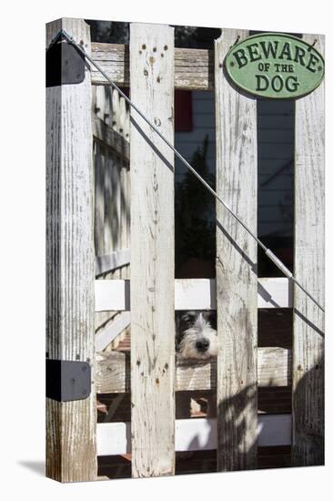 USA, Georgia. Humorous scene of innocent tame puppy under 'Beware of Dog' sign-Trish Drury-Stretched Canvas