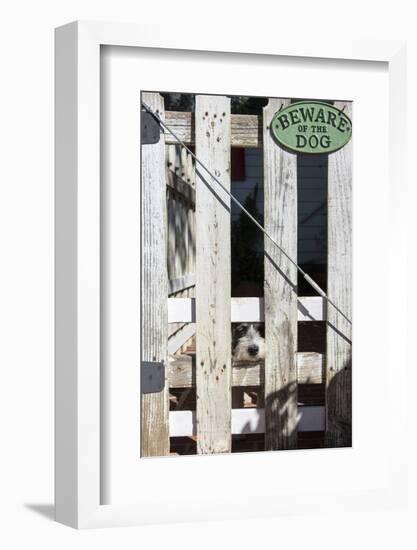 USA, Georgia. Humorous scene of innocent tame puppy under 'Beware of Dog' sign-Trish Drury-Framed Photographic Print