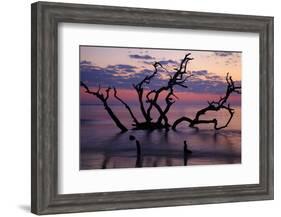 USA, Georgia, Jekyll Island, Driftwood Beach at Sunrise-Joanne Wells-Framed Photographic Print