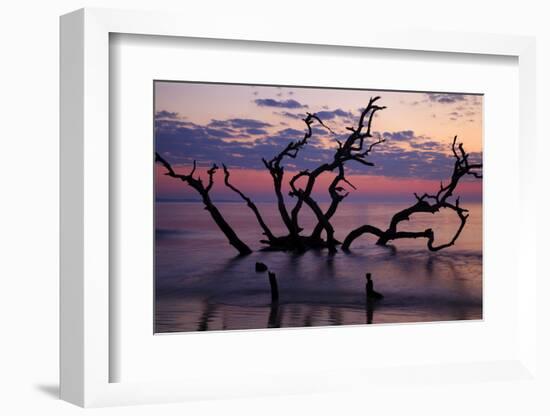 USA, Georgia, Jekyll Island, Driftwood Beach at Sunrise-Joanne Wells-Framed Photographic Print