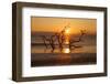 USA, Georgia. Jekyll Island, Driftwood Beach at sunrise.-Joanne Wells-Framed Photographic Print