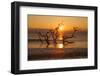 USA, Georgia. Jekyll Island, Driftwood Beach at sunrise.-Joanne Wells-Framed Photographic Print