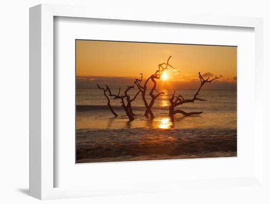 USA, Georgia. Jekyll Island, Driftwood Beach at sunrise.-Joanne Wells-Framed Photographic Print