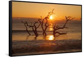 USA, Georgia. Jekyll Island, Driftwood Beach at sunrise.-Joanne Wells-Framed Stretched Canvas