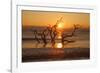 USA, Georgia. Jekyll Island, Driftwood Beach at sunrise.-Joanne Wells-Framed Photographic Print