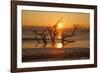 USA, Georgia. Jekyll Island, Driftwood Beach at sunrise.-Joanne Wells-Framed Photographic Print