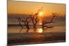 USA, Georgia. Jekyll Island, Driftwood Beach at sunrise.-Joanne Wells-Mounted Photographic Print