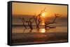 USA, Georgia. Jekyll Island, Driftwood Beach at sunrise.-Joanne Wells-Framed Stretched Canvas