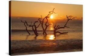USA, Georgia. Jekyll Island, Driftwood Beach at sunrise.-Joanne Wells-Stretched Canvas