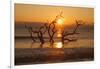 USA, Georgia. Jekyll Island, Driftwood Beach at sunrise.-Joanne Wells-Framed Photographic Print