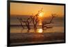 USA, Georgia. Jekyll Island, Driftwood Beach at sunrise.-Joanne Wells-Framed Photographic Print