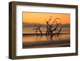 USA, Georgia. Jekyll Island, Driftwood Beach at sunrise.-Joanne Wells-Framed Photographic Print